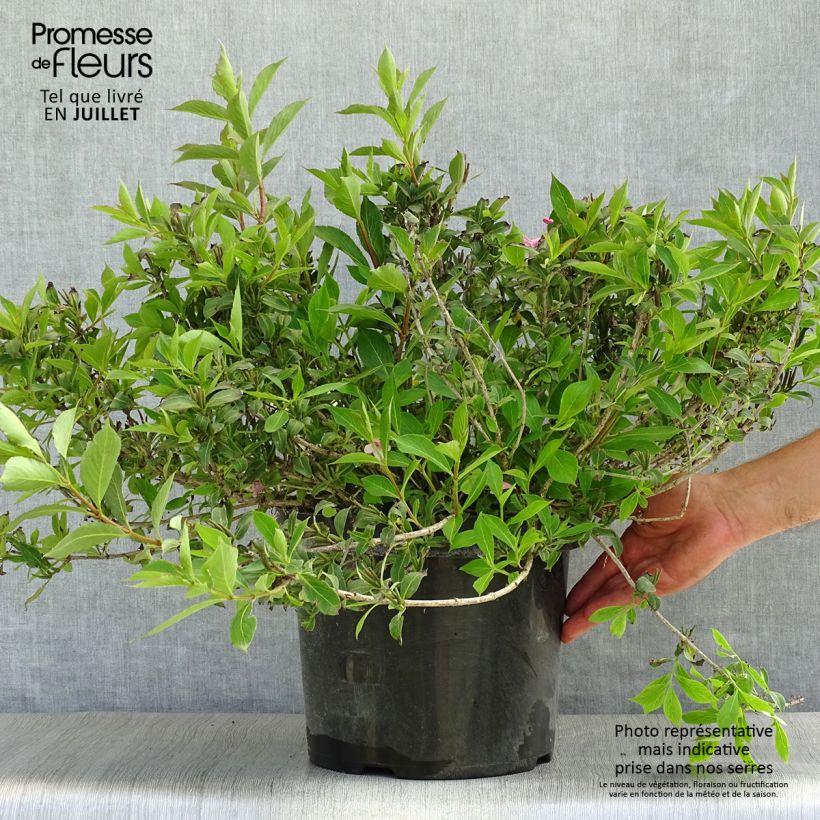 Ejemplar de Weigela florida Pink Poppet Pot de 10L entregado en verano