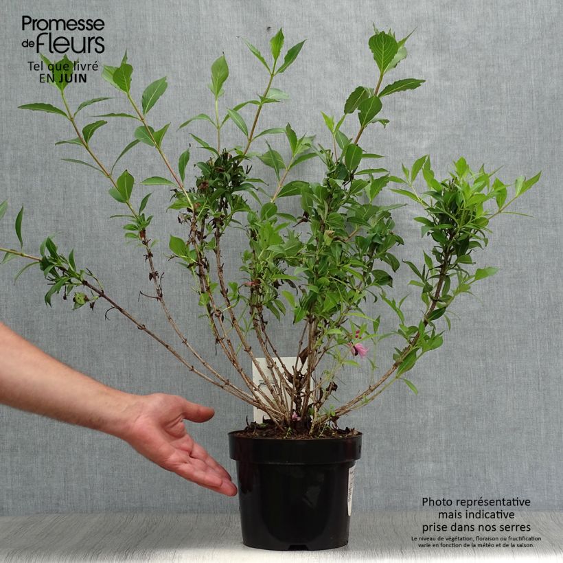 Ejemplar de Weigela florida Pink Poppet Pot de 3,5L entregado en verano