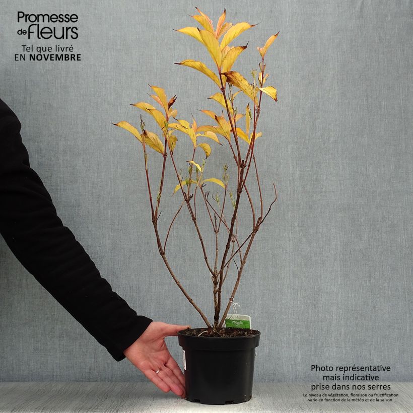 Ejemplar de Weigela florida Rosea Maceta 2L/3L entregado en otoño