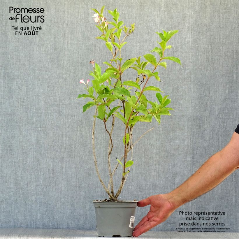 Ejemplar de Weigela florida Rosea - Weigélia en pot de 2L/3L entregado en verano