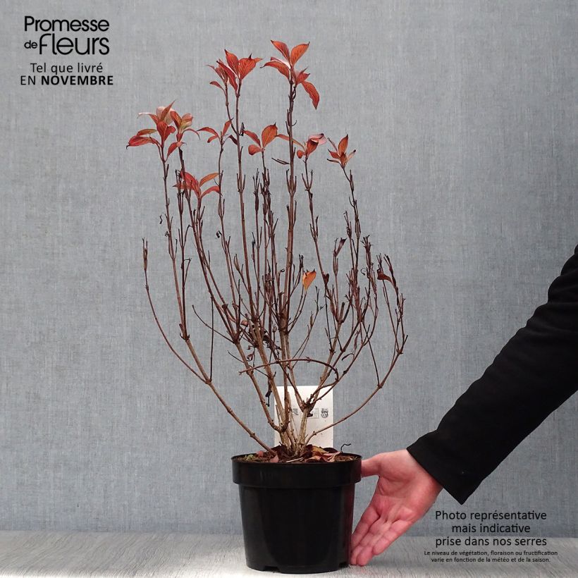Ejemplar de Weigela florida Victoria Maceta 2L/3L entregado en otoño