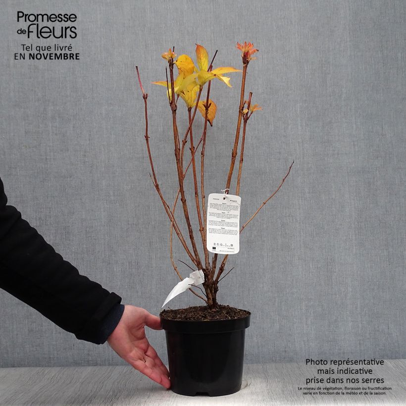 Ejemplar de Weigela Carnaval - Veigela Maceta 3L/4L entregado en otoño