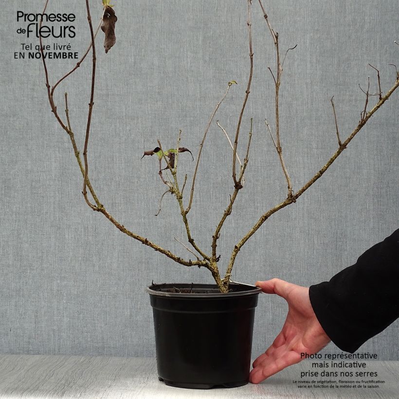 Ejemplar de Weigela Red Prince - Veigela Maceta 2L/3L entregado en otoño