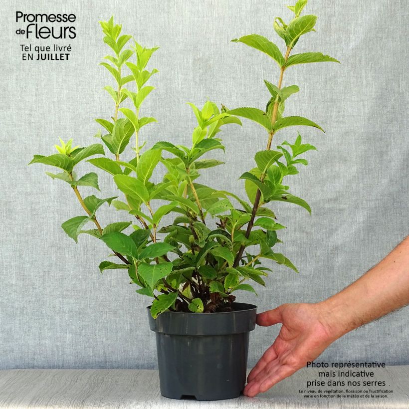 Ejemplar de Weigela middendorffiana Maceta 3L/4L entregado en verano