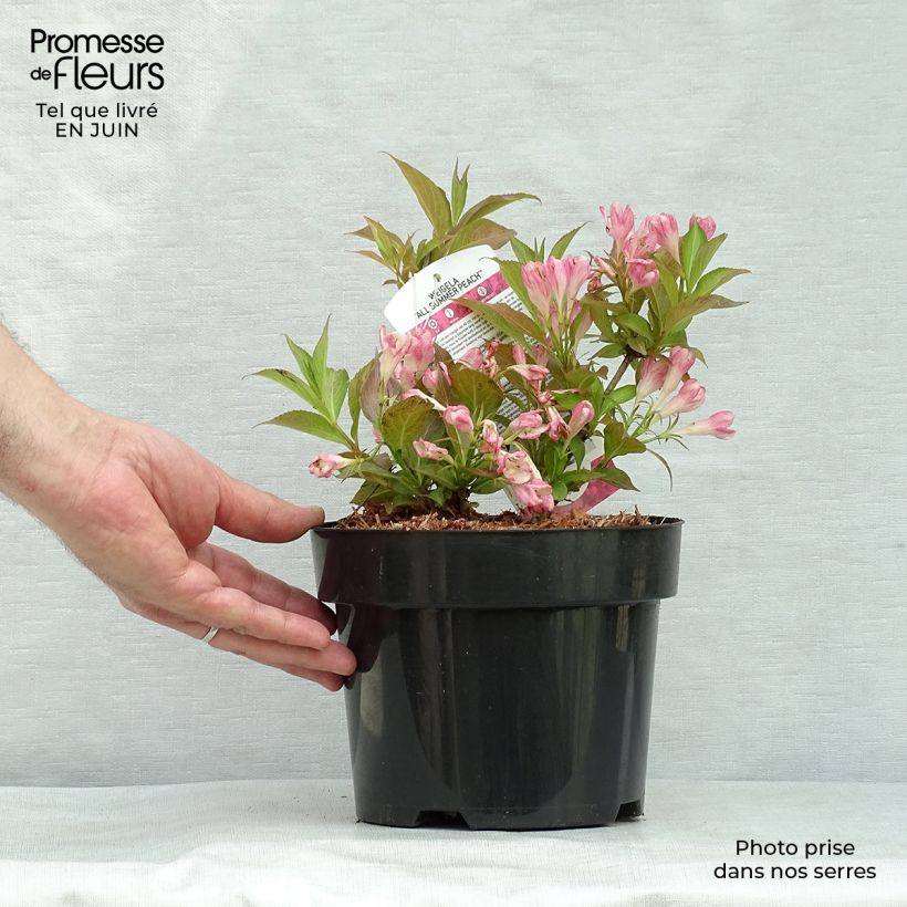Ejemplar de Weigela All Summer Peach - Veigela Maceta 3L/4L entregado en verano