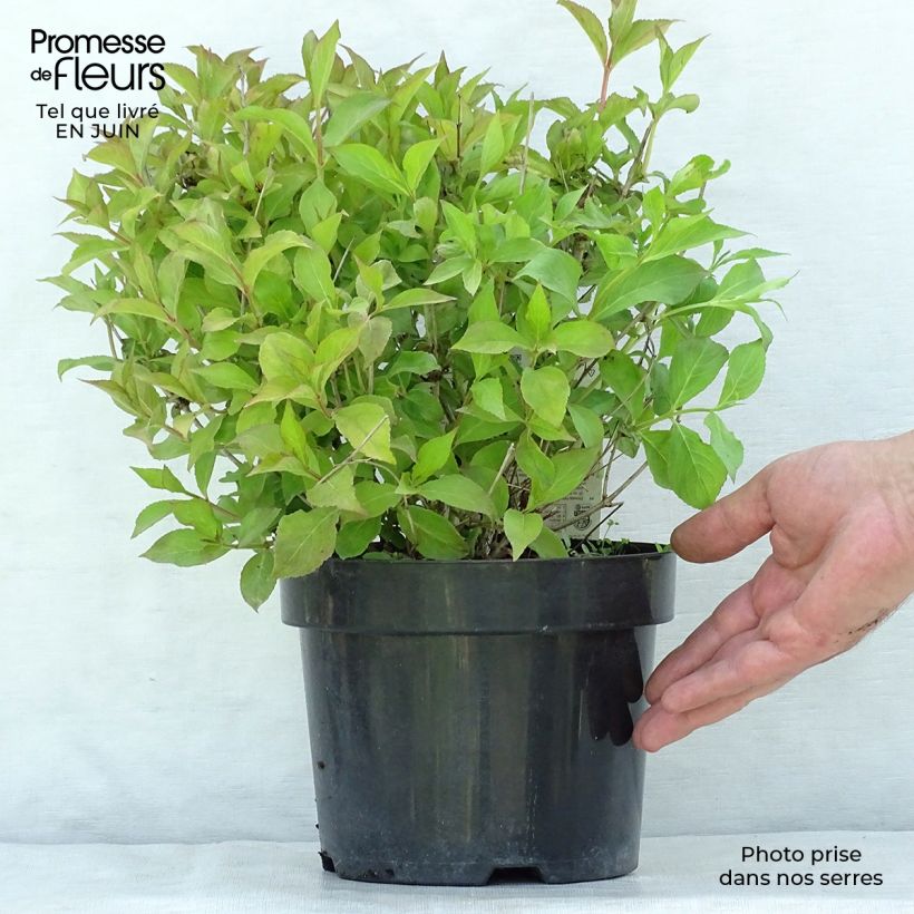 Ejemplar de Weigela florida Princess Ayla Maceta 3L/4L entregado en verano