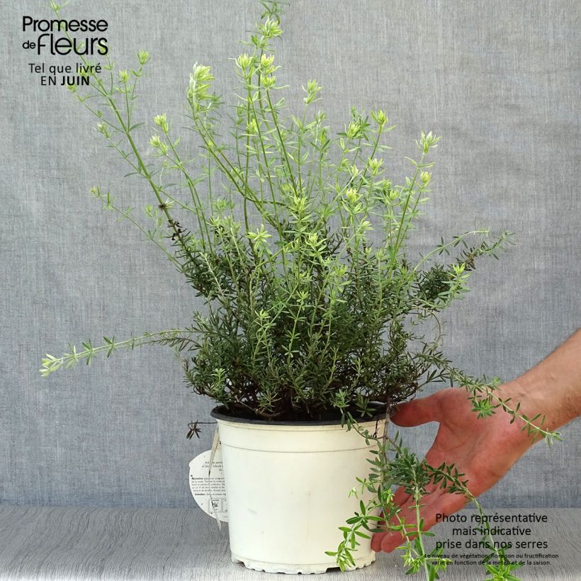 Ejemplar de Westringia fruticosa White - Romero australiano Maceta 2L/3L entregado en verano
