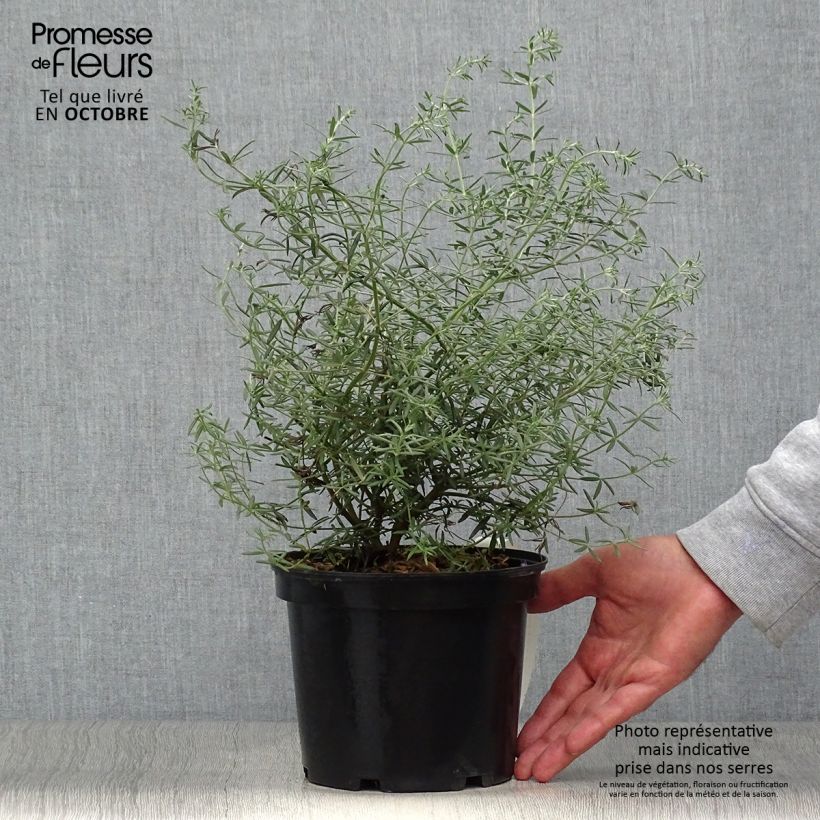 Ejemplar de Westringia fruticosa - Romero australiano Maceta 2L/3L entregado en otoño