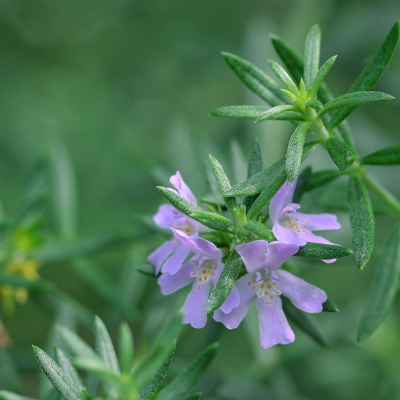 Westringia glabra - Romero australiano (Follaje)