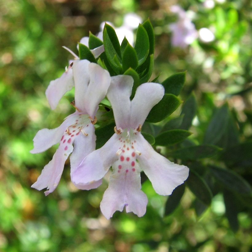 Westringia glabra - Romero australiano (Floración)