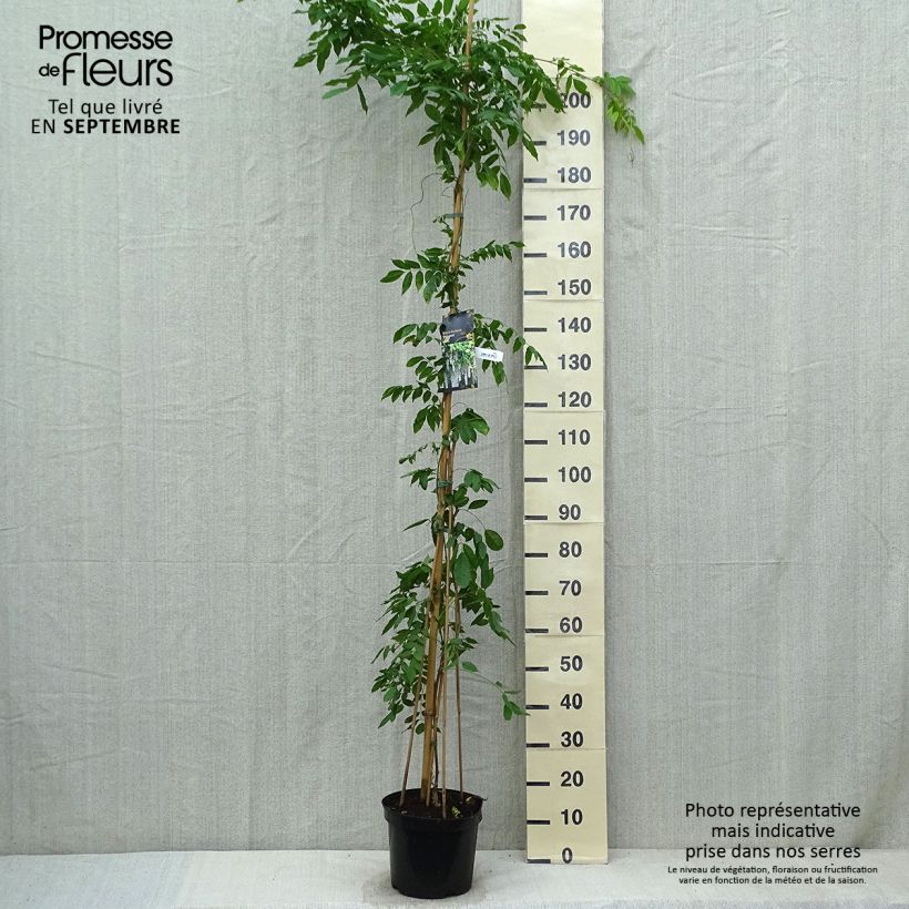 Ejemplar de Wisteria floribunda Shiro-noda - Glicinia japonesa Maceta 4L/5L entregado en otoño
