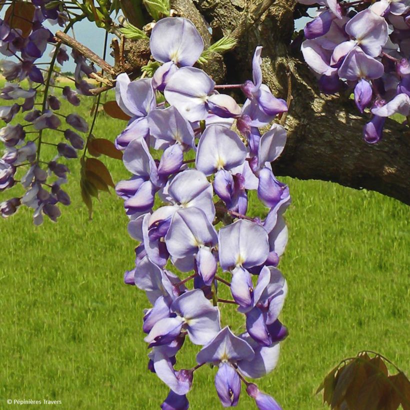 Wisteria sinensis Blue Line - Glicinia (Floración)