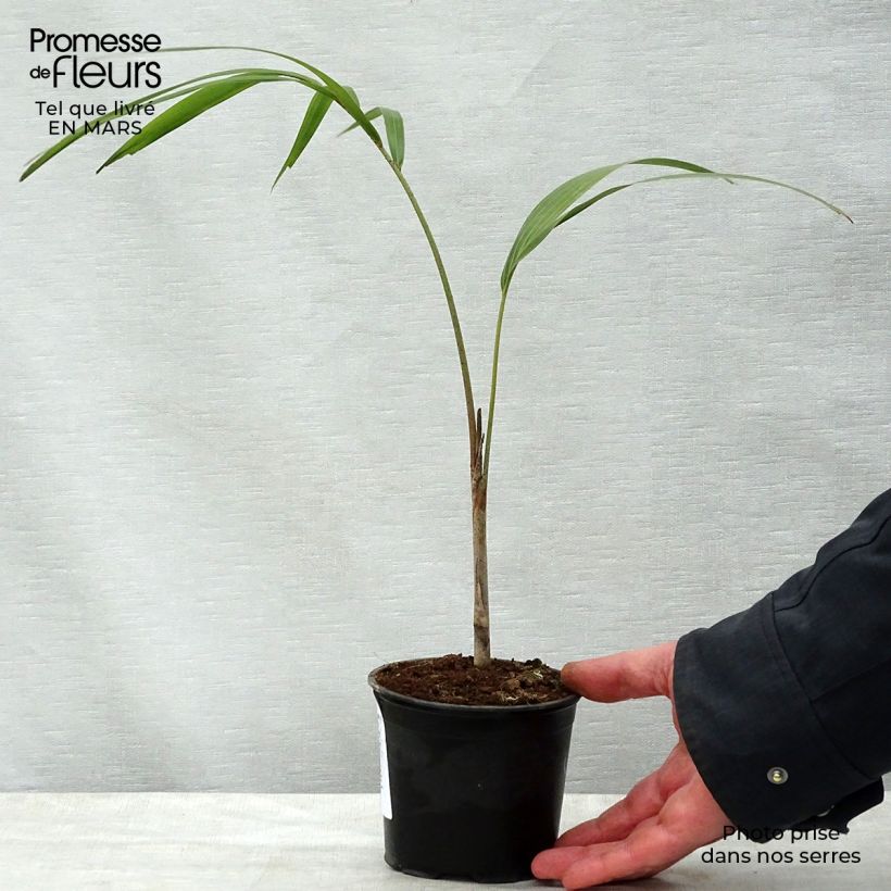 Wodyetia bifurcata - Palma cola de zorro Maceta de 12 cm / 13 cm Ejemplar entregado en la primavera
