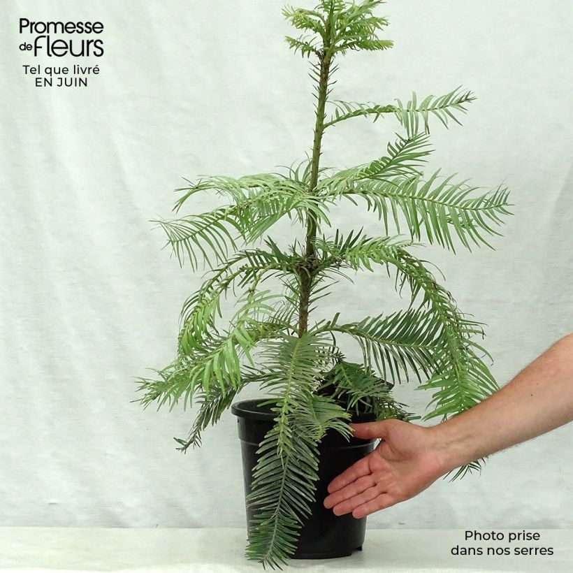 Ejemplar de Wollemia nobilis - Pino de Wollemi Maceta 6L/7L entregado en verano