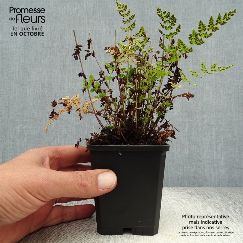 Ejemplar de Woodsia obtusa - Helecho de madera obtuso Maceta de 8/9 cm entregado en otoño
