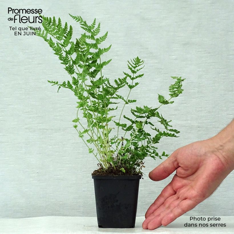 Ejemplar de Woodsia obtusa - Helecho de madera obtuso Maceta de 8/9 cm entregado en verano