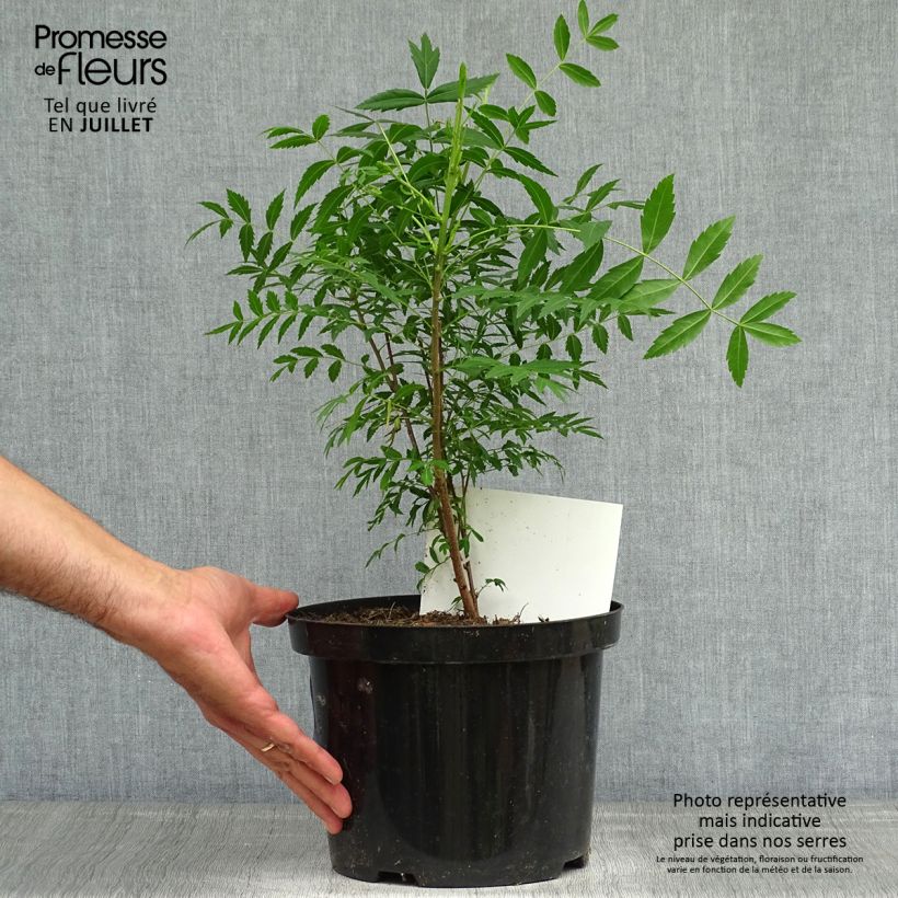 Ejemplar de Xanthoceras sorbifolium Pot de 3L/4L entregado en verano