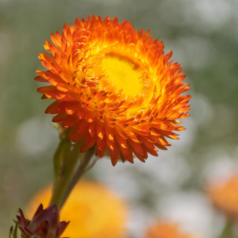 Xerochrysum bracteatum Granvia Dark Orange Flame (Follaje)