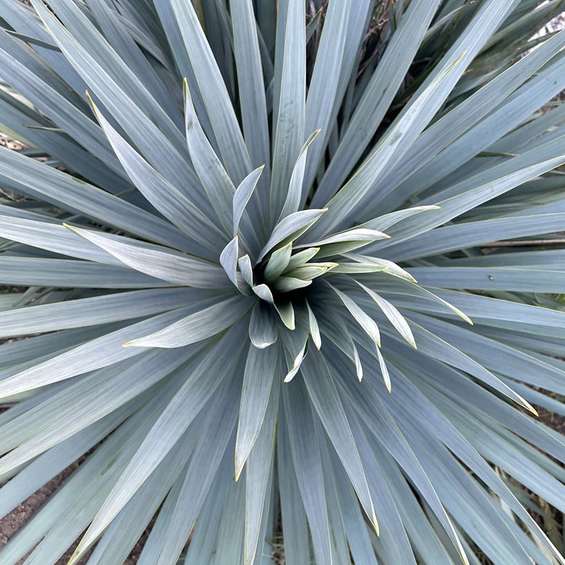 Yucca French Flag (Follaje)