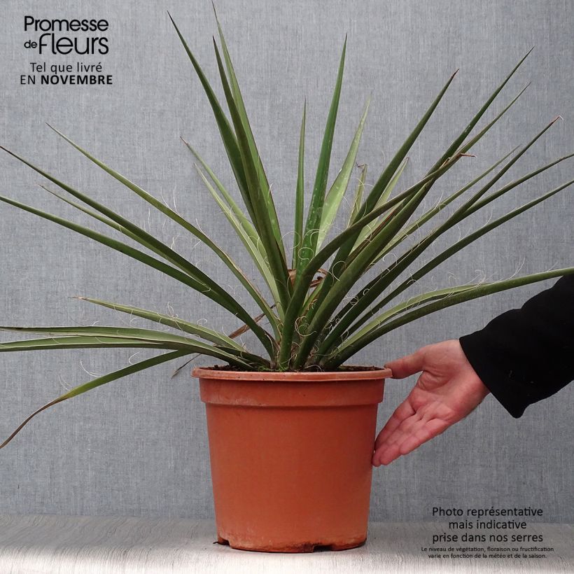 Ejemplar de Yucca baccata - Daga española Maceta 7,5L/10L entregado en otoño