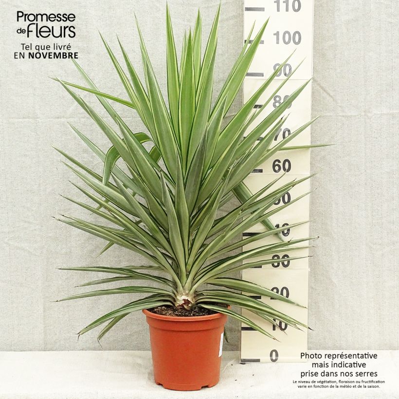 Ejemplar de Yucca elephantipes Jewel - Yuca pie de elefante Maceta 7,5L/10L entregado en otoño