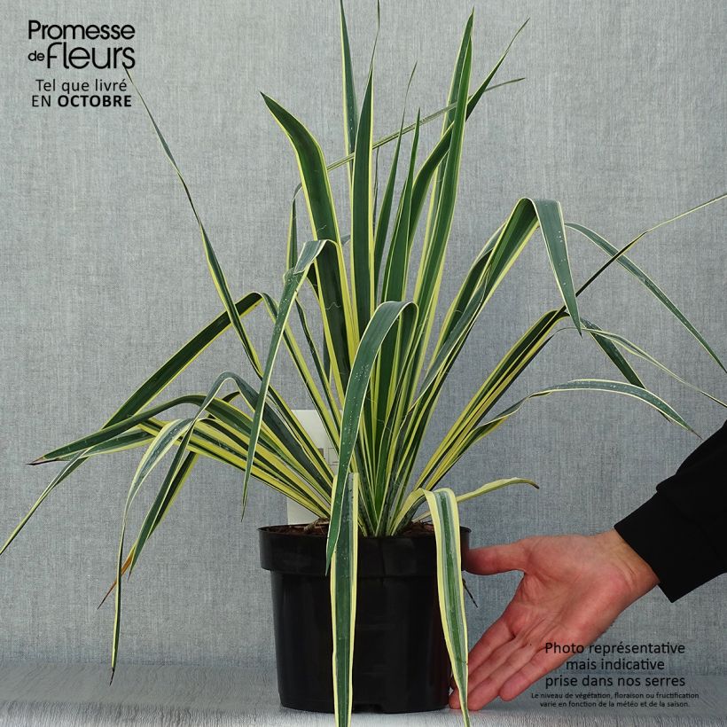 Ejemplar de Yucca filamentosa Bright Edge - Aguja de Adán Maceta 2L/3L entregado en otoño