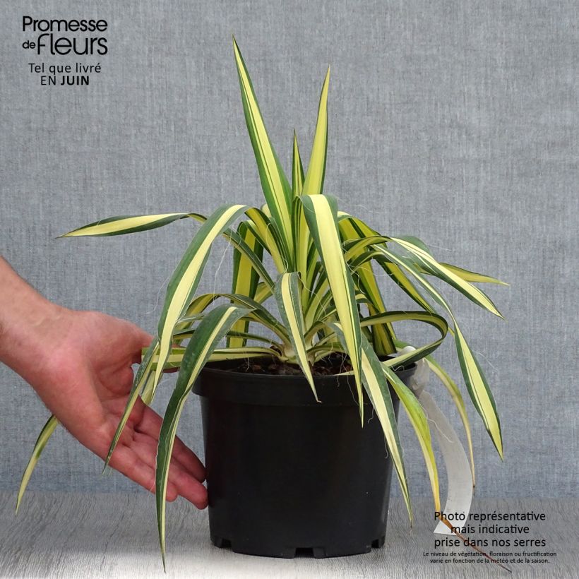 Ejemplar de Yucca filamentosa Colour Guard - Aguja de Adán Maceta 2L/3LAltura de entrega aprox. 15/20cm entregado en verano