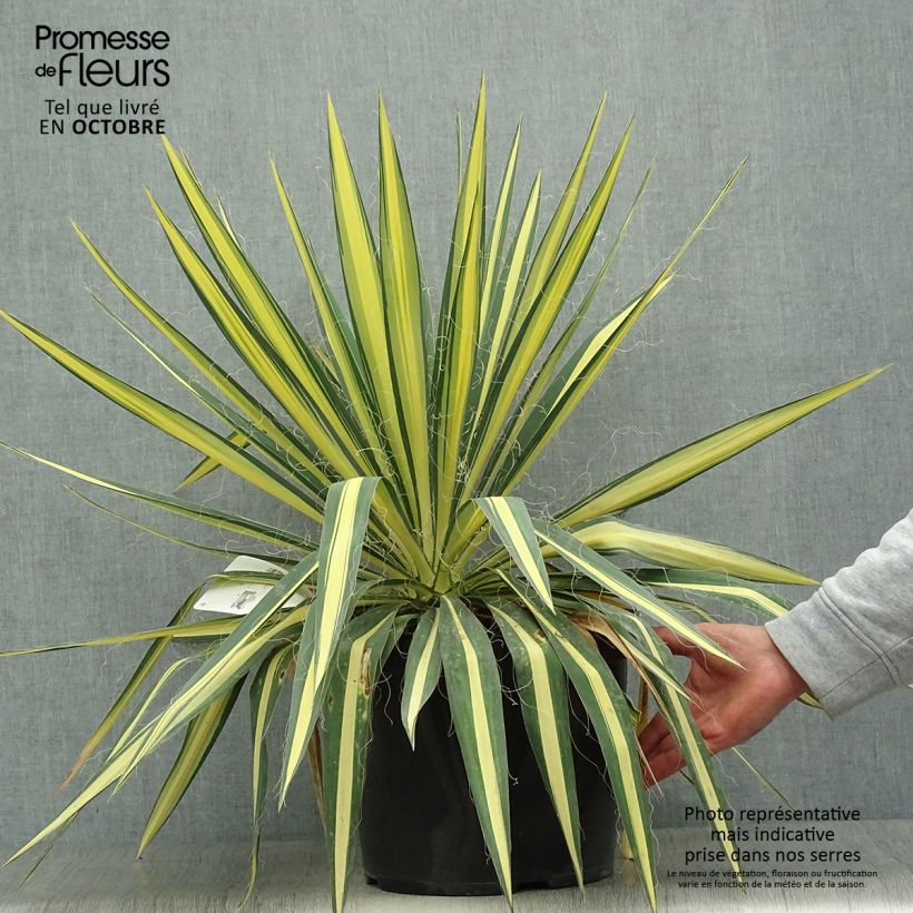 Ejemplar de Yucca filamentosa Colour Guard - Aguja de Adán Maceta 4L/5L entregado en otoño