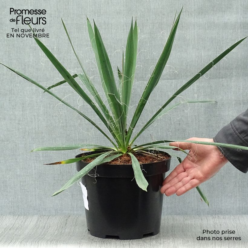 Ejemplar de Yucca filamentosa - Aguja de Adán Maceta 6L/7L entregado en otoño