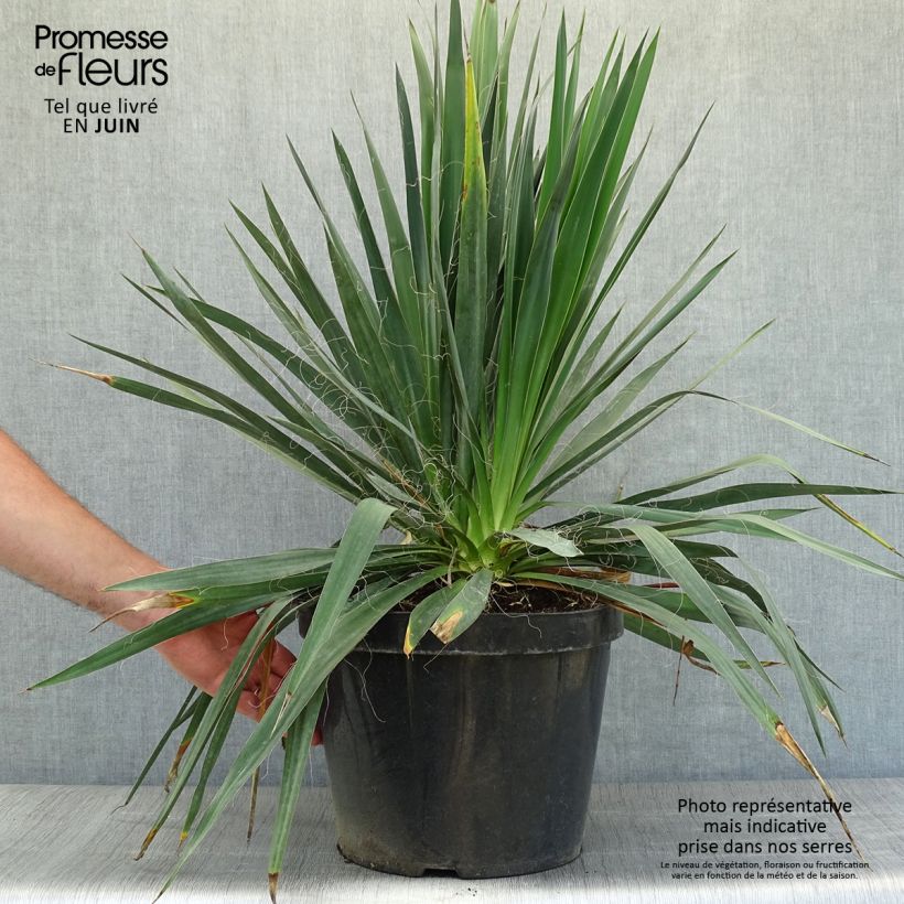 Ejemplar de Yucca filamentosa - Aguja de Adán Maceta 6L/7L entregado en verano