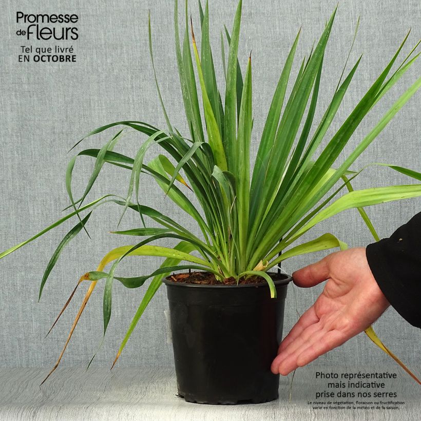 Ejemplar de Yucca filamentosa - Aguja de Adán Maceta 2L/3L entregado en otoño