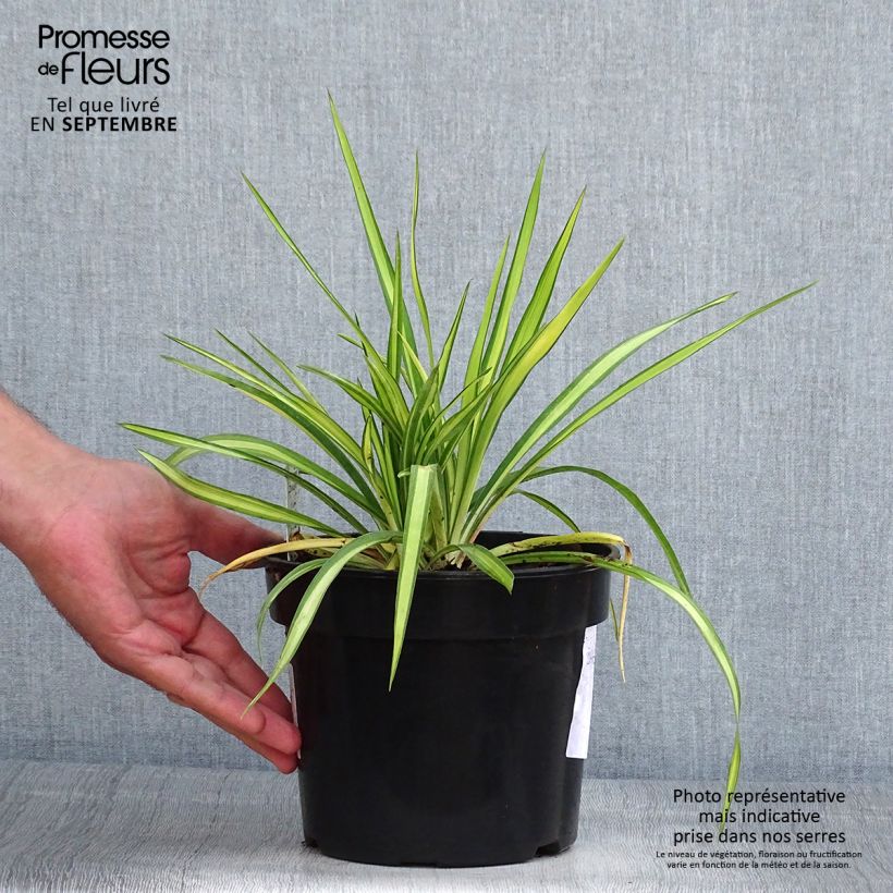 Ejemplar de Yucca flaccida Golden Sword Pot de 2L/3L entregado en verano