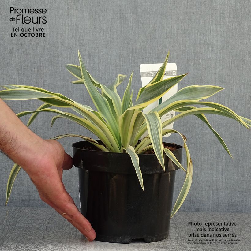 Ejemplar de Yucca gloriosa Citrus twist - Daga española Maceta 2L/3L entregado en otoño