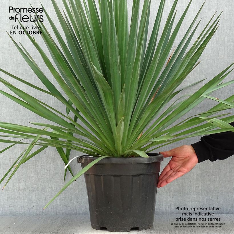 Ejemplar de Yucca gloriosa - Daga española Maceta 7,5L/10L entregado en otoño