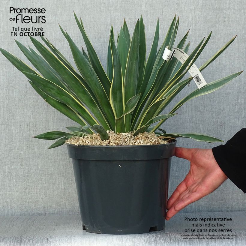 Ejemplar de Yucca gloriosa Variegata - Daga española Maceta 4L/5L entregado en otoño