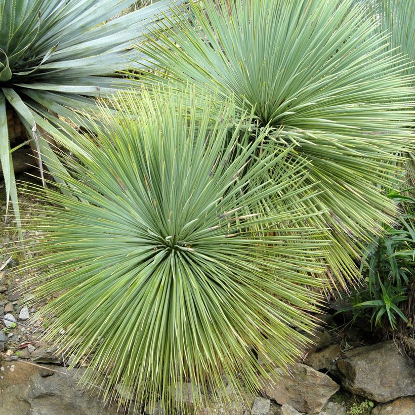 Yucca linearifolia  (Follaje)