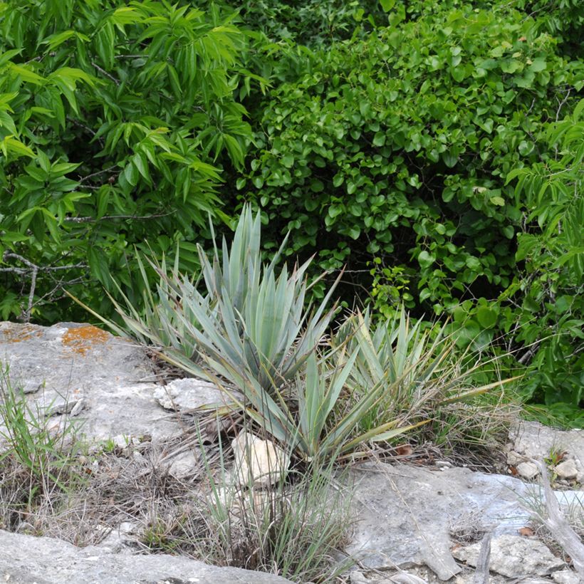 Yucca pallida - Yuca pallida (Porte)