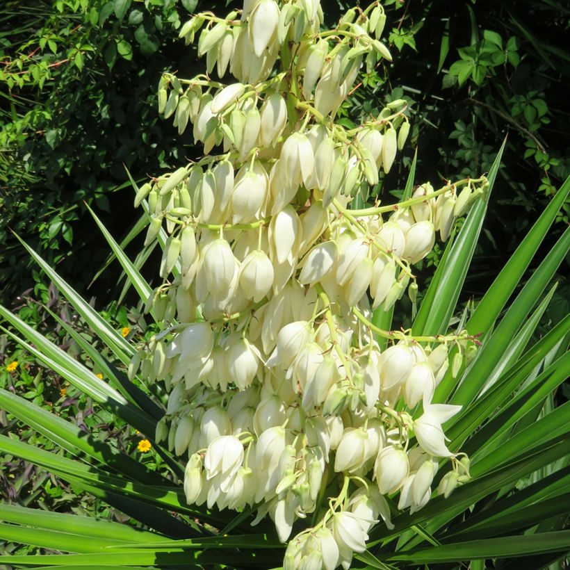 Yucca pallida - Yuca pallida (Floración)