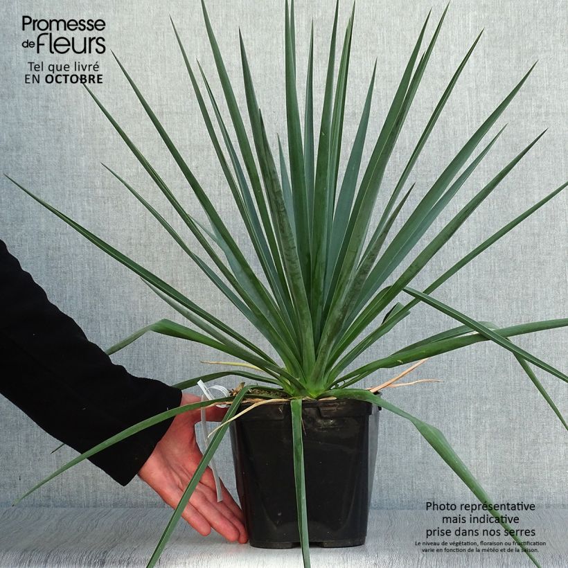 Ejemplar de Yucca rigida Blue Sentry - Yuca rígida Maceta 3L/4L entregado en otoño