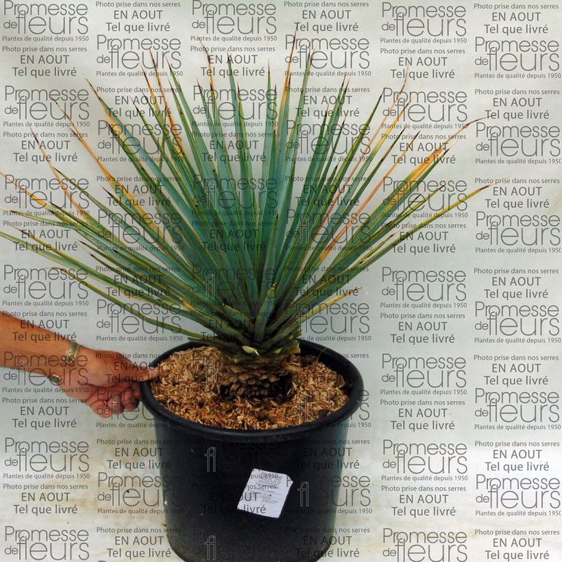 Ejemplo de ejemplar de Yucca rigida - Yuca rígida Maceta 7,5L/10L tal y como se entrega