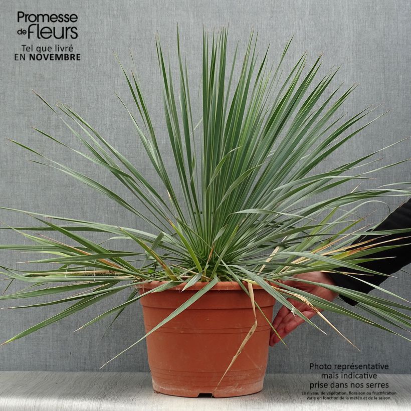 Ejemplar de Yucca rostrata - Yuca rostrata Maceta 12L/15L entregado en otoño