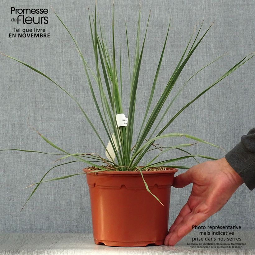 Ejemplar de Yucca rostrata - Yuca rostrata Maceta 2L/3L entregado en otoño