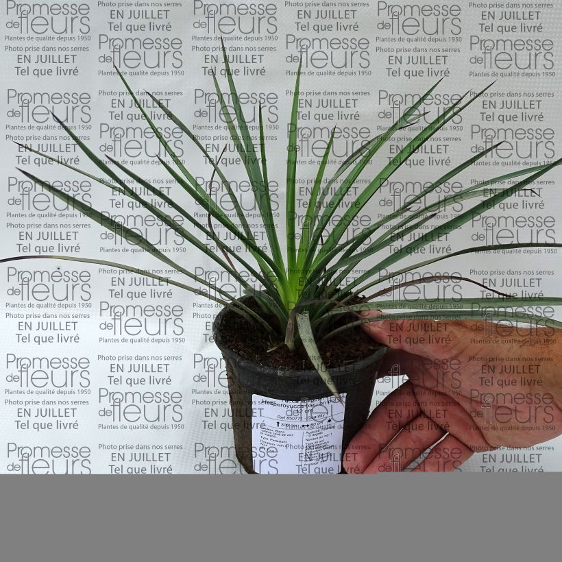 Ejemplar de Yucca whipplei Maceta de 12 cm / 13 cm entregado en verano
