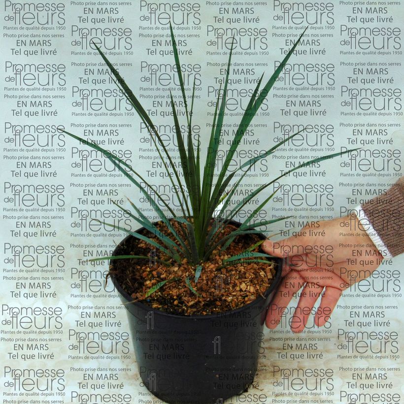 Ejemplo de ejemplar de Yucca whipplei Maceta 7,5L/10L tal y como se entrega