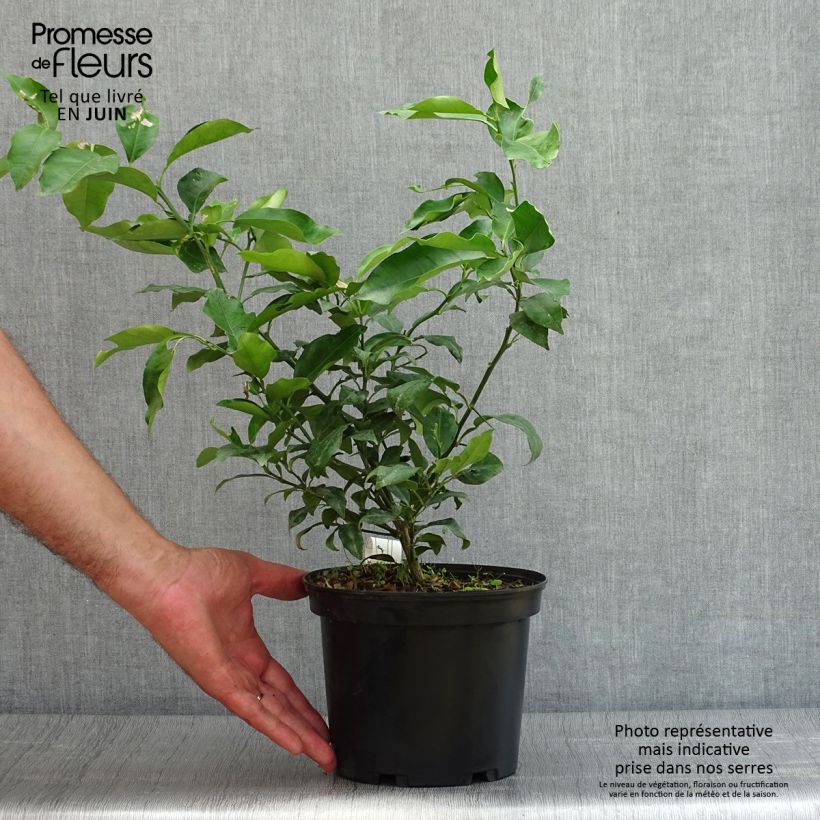 Ejemplar de Yuzu - Citrus junos John Lemon en pot de 3L entregado en verano