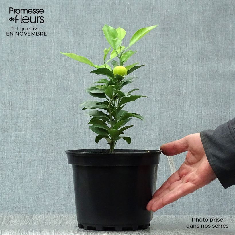 Ejemplar de Yuzu - Citrus junos Maceta 2L/3L, Formación arbustiva entregado en otoño