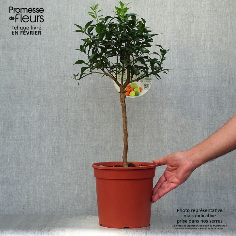 Ejemplar de Yuzu - Citrus junos Maceta 4L/5L, 1/4 tallo entregado en otoño