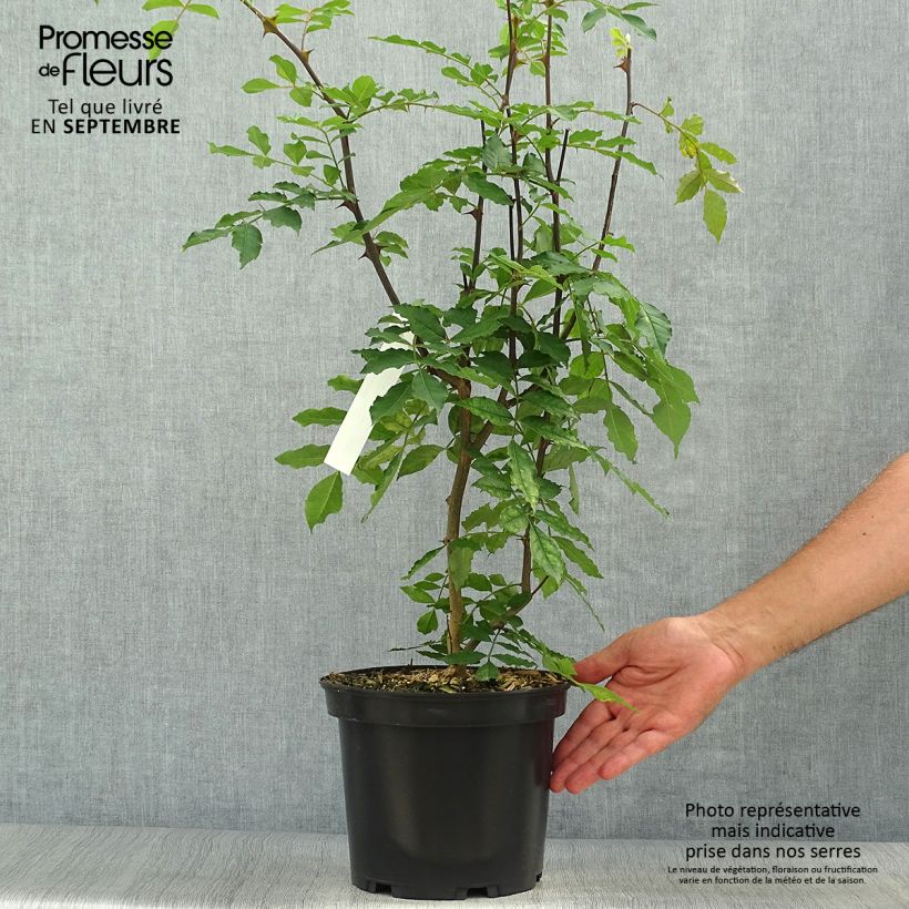 Ejemplar de Zanthoxylum americanum - Fresno espinoso Maceta 4L/5L entregado en otoño