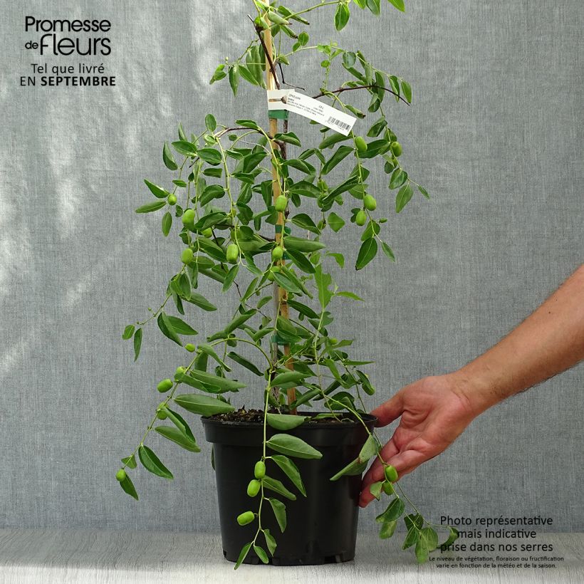 Ejemplar de Azufaifo Abundance - Ziziphus jujuba Maceta 3L/4L entregado en otoño