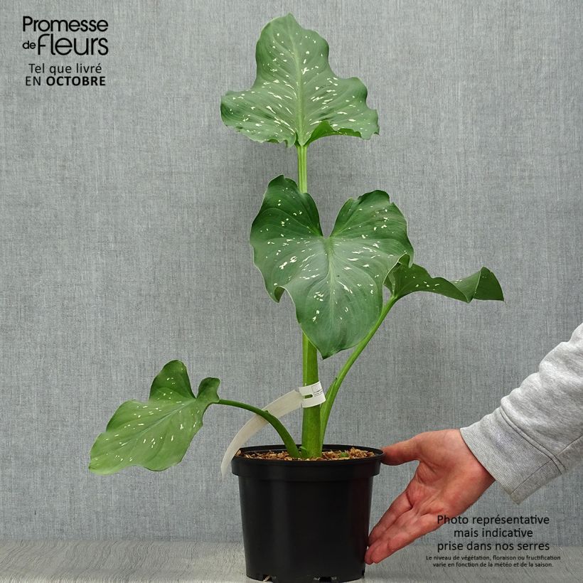 Ejemplar de Zantedeschia aethiopica Himalaya - Cala Maceta 2L/3L entregado en otoño